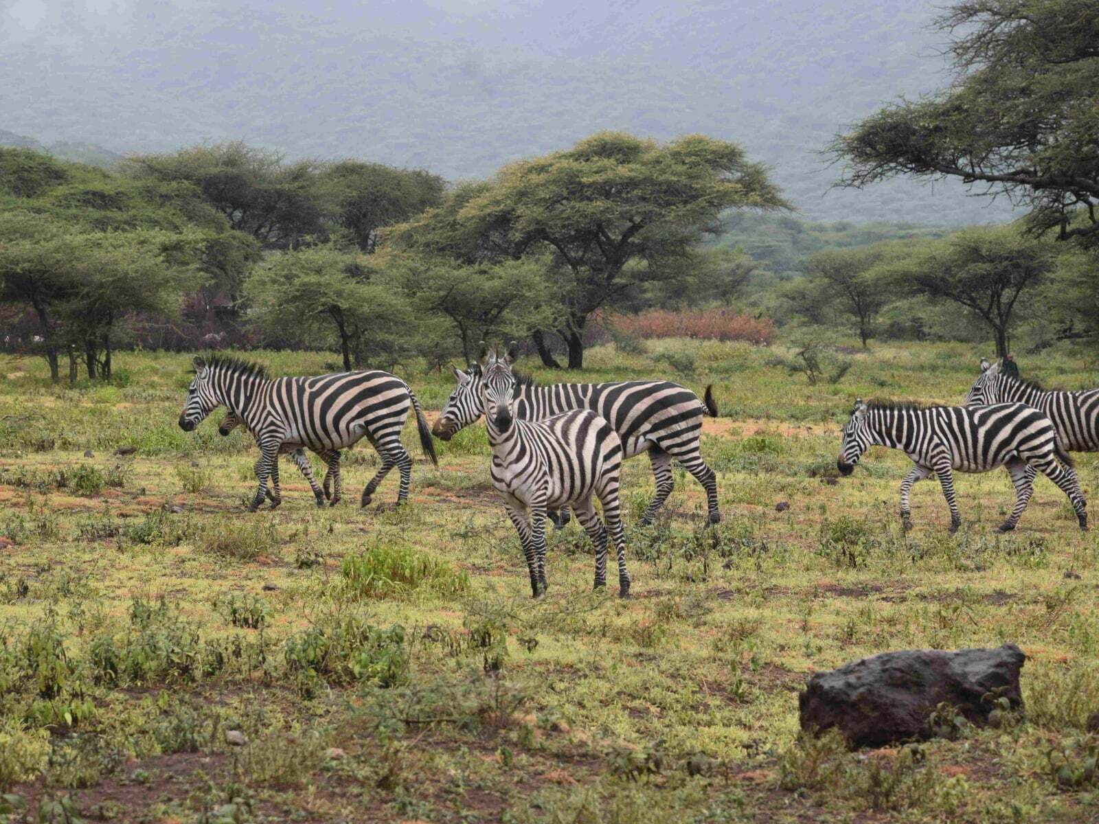 BRANSON ADVENTURES & SAFARIS